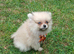 Pomeranian (miniature)