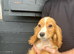 Fox red working cocker spaniel puppies 4 boys & 2 girls