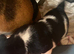 Jack Russell puppy