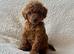 Tiny toy poodle puppies