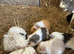 Baby Guinea pigs