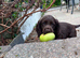 Pedigree KC registered chocolate cocker spaniel pup