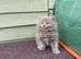 BSH & RAGDOLL kittens