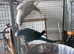 Blue and white Quaker parrot pair