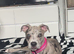 Whippet cross bulldog