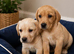 Yellow / red labs ready now
