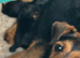 Border x Lakeland terrier pups