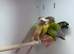 Conure
