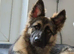 Female German Shepherd