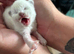 Ragdoll seal point kittens born 19/07/26