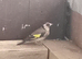 Pair goldfinches