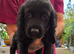 Sproker puppies for sale