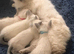 Beautiful Ragamees baby male kittens
