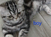Bsh. Black silver tabby