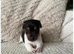 Jack Russell Pups Available