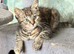 Beautiful Tabby female looking for owners