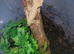 crested geckos