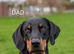 Lithuanian hounds looking forever home