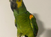 Handtame and Talking blue fronted Amazon