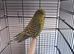 Exhibition budgie parrot hen female