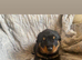 Big chunky litter of 9 Rottweiler puppies