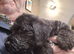 SUPERB Cesky Bitch puppy for sale