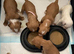 Beautiful cocker spaniels born 03/03/2026 vaccinated chipped and wormed