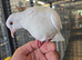 Beautiful friendly Java Doves – Perfect Aviary Birds Available Now!