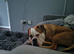 Winnie 2 year old older English bulldog