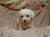 Cavapoo puppy's