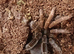 Rare! Lyrognathus Giannisposatoi - Sumatran stoutleg tarantula