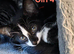 Beautiful kittens for sale looking for foreverr loving homes