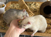 4 rats with cage very friendly