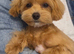 Korean Maltipoo. DNA tested parents. Ready Now