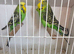 Budgies available