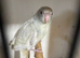 Young baby kakarikis