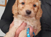 Gorgeous F1 Toy Cockapoo Puppies
