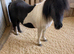 Beautiful SPSBS Registered Piebald Gelding Ideal Companion