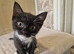 British shorthair x kittens