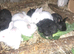 New zealand baby rabbits for sale