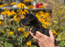 Beautiful Terrier Mix Puppies – Ready Now.