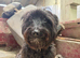 Sweet terrier - teckel x Scottie