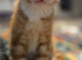 Ginger kitten