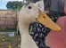 Beautiful white duck 2-3 months old