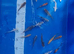 Japanese koi collection ip2