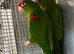 Red Fronted conure(eaglets)