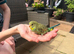Take budgie with a cage