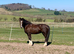 Gelderlander brood mare