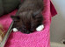 1/2 british short hair kittens