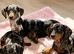 Miniature Dachshund Puppies - Ready For Their Forever Homes!